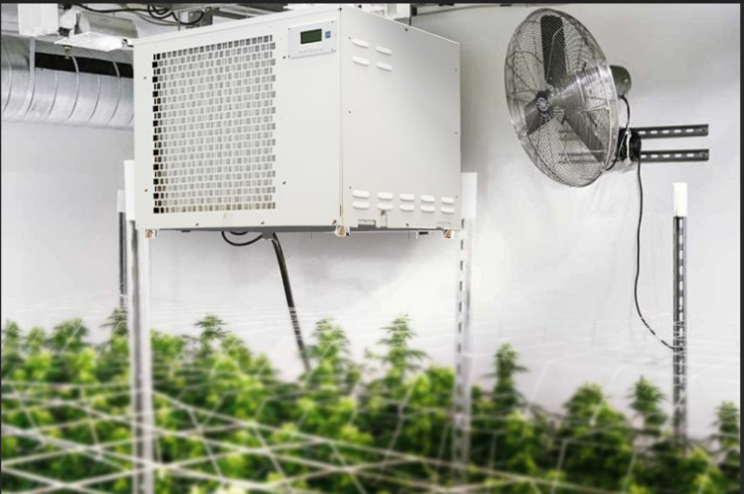 Dehumidifier & Plants